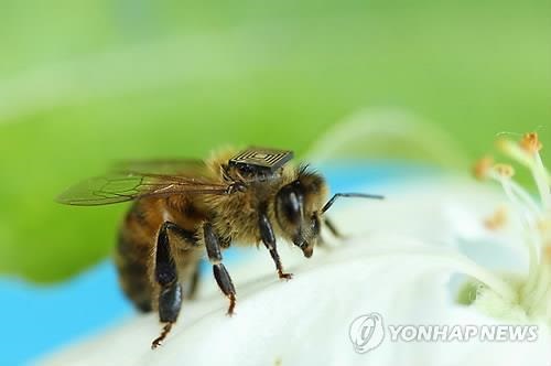 쇼나 블레어